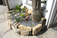 cheval roc palm tree and garden